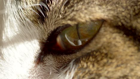 Super-macro-shot-of-cats-eye-in-focus