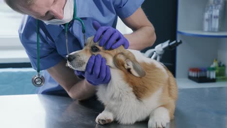 a team of veterinarians examines eyes of a sick corgi dog