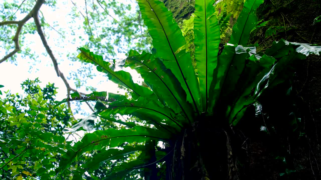Epiphyte plant with broad green leaves growing on forest trees on Three Pines walking and hiking trail in Moorea Island, French Polynesia