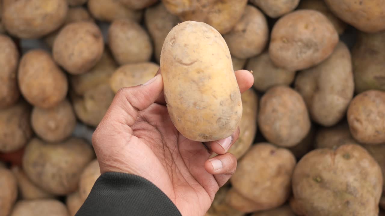 Hand holding a potato, surrounded by many potatoes