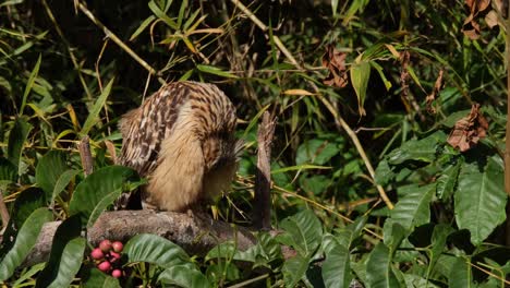 turns its head and faces right puffing and preening its front feathers with delight, buffy fish owl ketupa ketupu, thailand