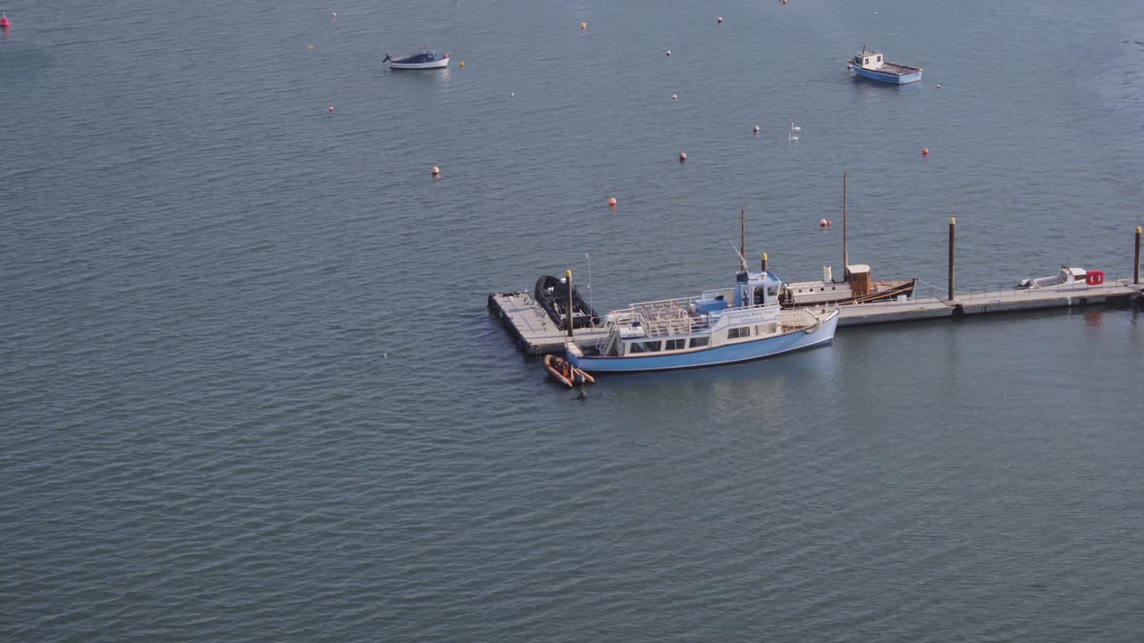 A group or pod of dolphins inspect a pier with boats and dinghys, playful and curious