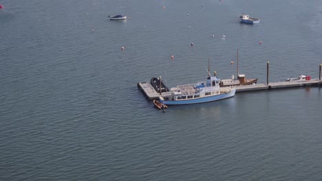 a group or pod of dolphins inspect a pier with boats and dinghys, playful and curious