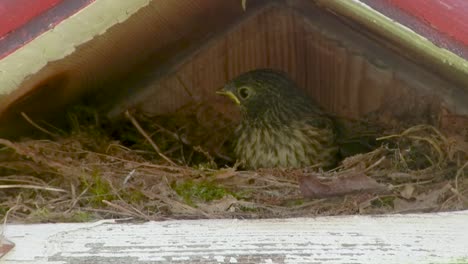 Pájaro-Junco-En-Un-Nido-En-Una-Pajarera