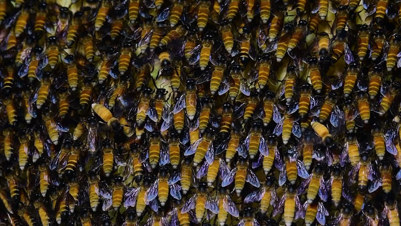 se sabe que las abejas melíferas gigantes construyen grandes colonias de nidos con bolsillos simétricos hechos de cera para almacenar miel como fuente de alimento.
