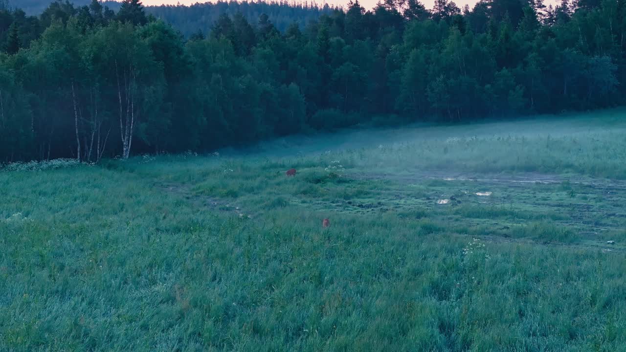 Cow Moose Grazing In The Green Field - Drone Shot