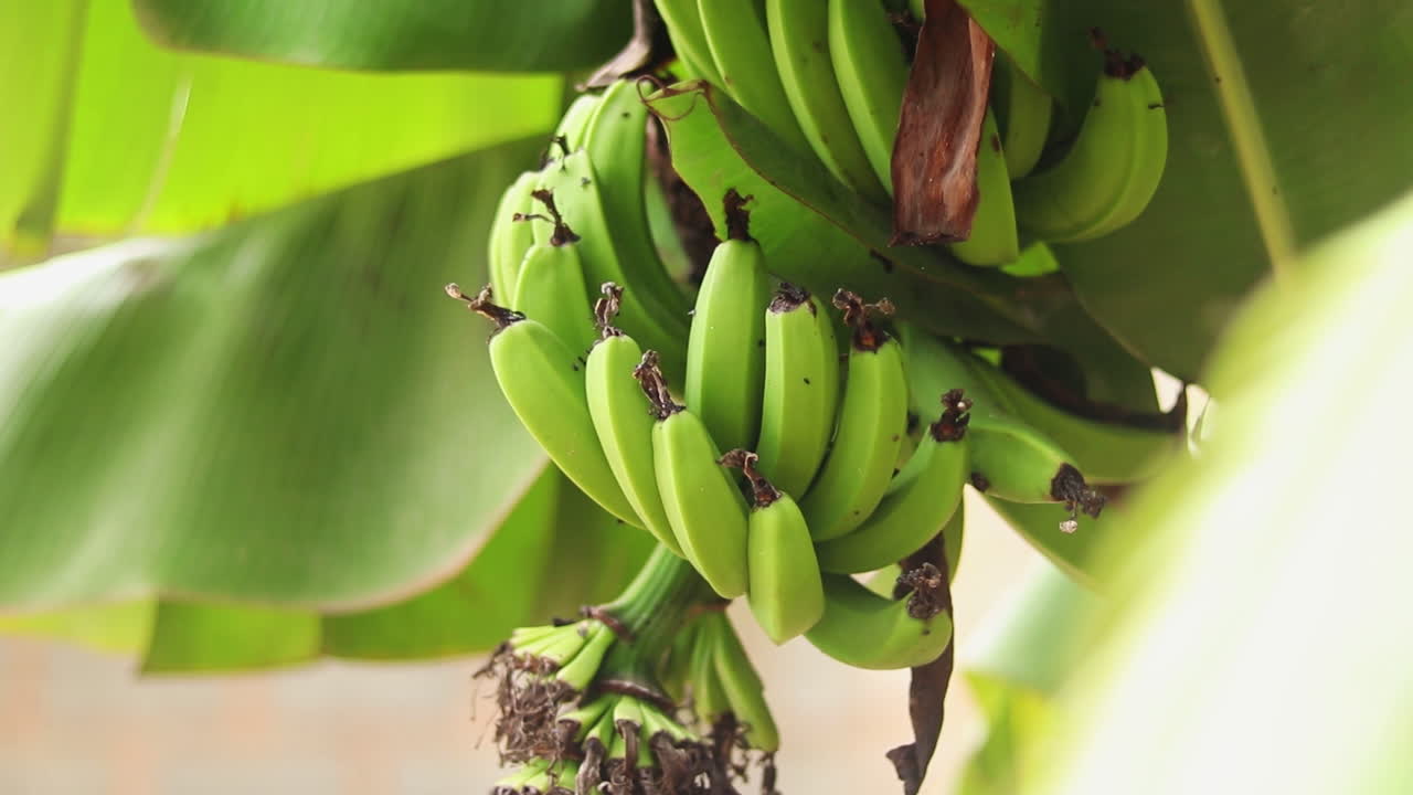 초록색 바나나  ⁇ 어리