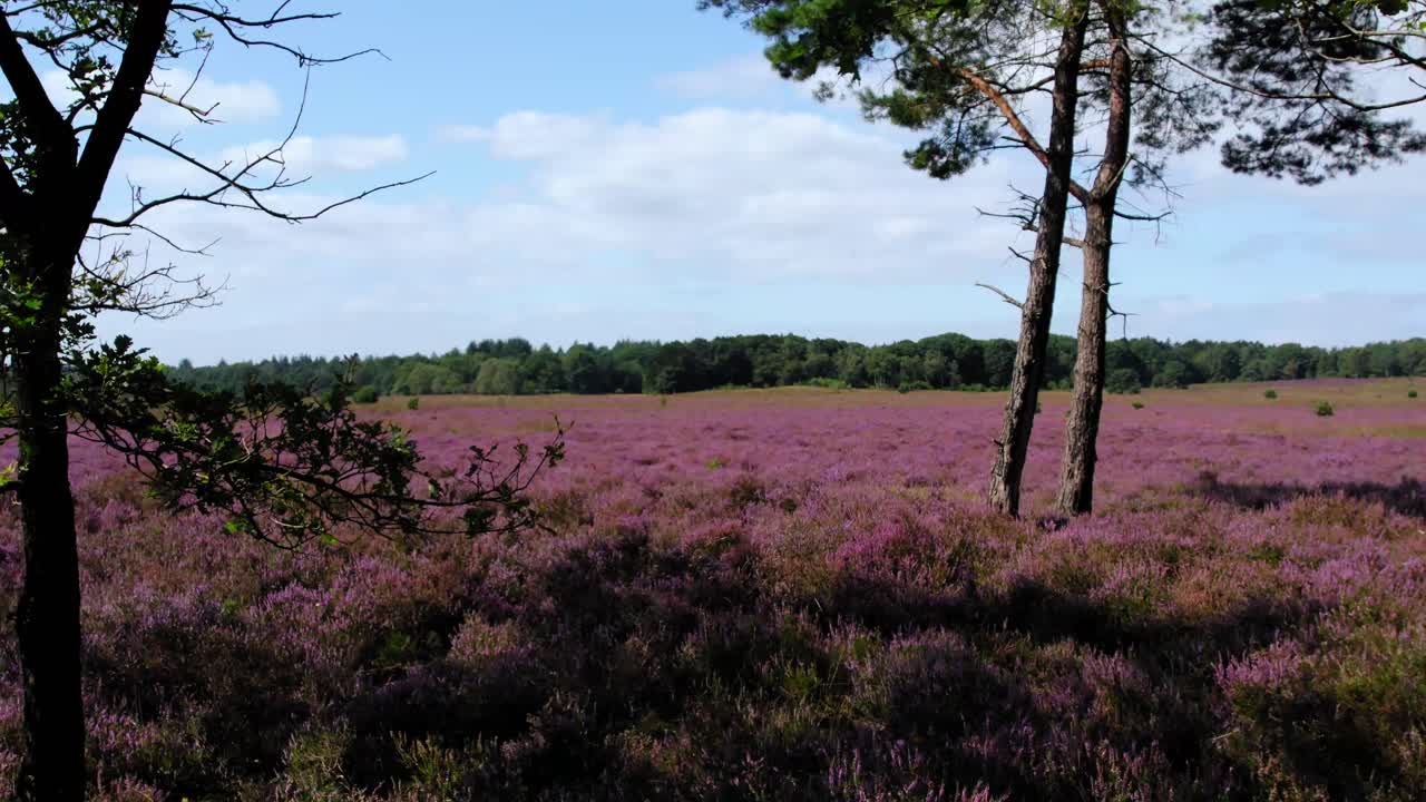 hermosos campos de brezales en flor en un día soleado en el parque nacional de veluwe, países bajos