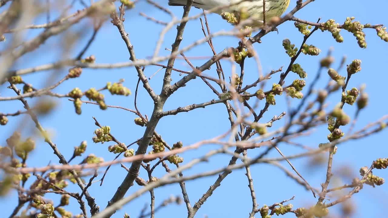 Close static view of Blackburnian Warbler bird on branches in sunlight