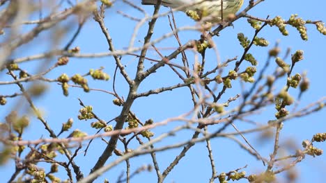 Close-static-view-of-Blackburnian-Warbler-bird-on-branches-in-sunlight