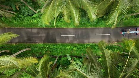 overhead view of country road with towering palm trees in bali countryside, indonesia