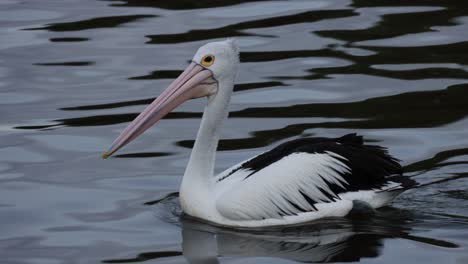 Pelícano-Flotando-Nadando-En-El-Agua-Sydney-Aceitoso-Negro-Blanco