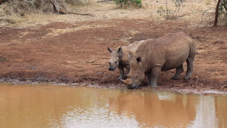 Mother-White-Rhino-drinks-from-muddy-pond-as-her-baby-stands-nearby