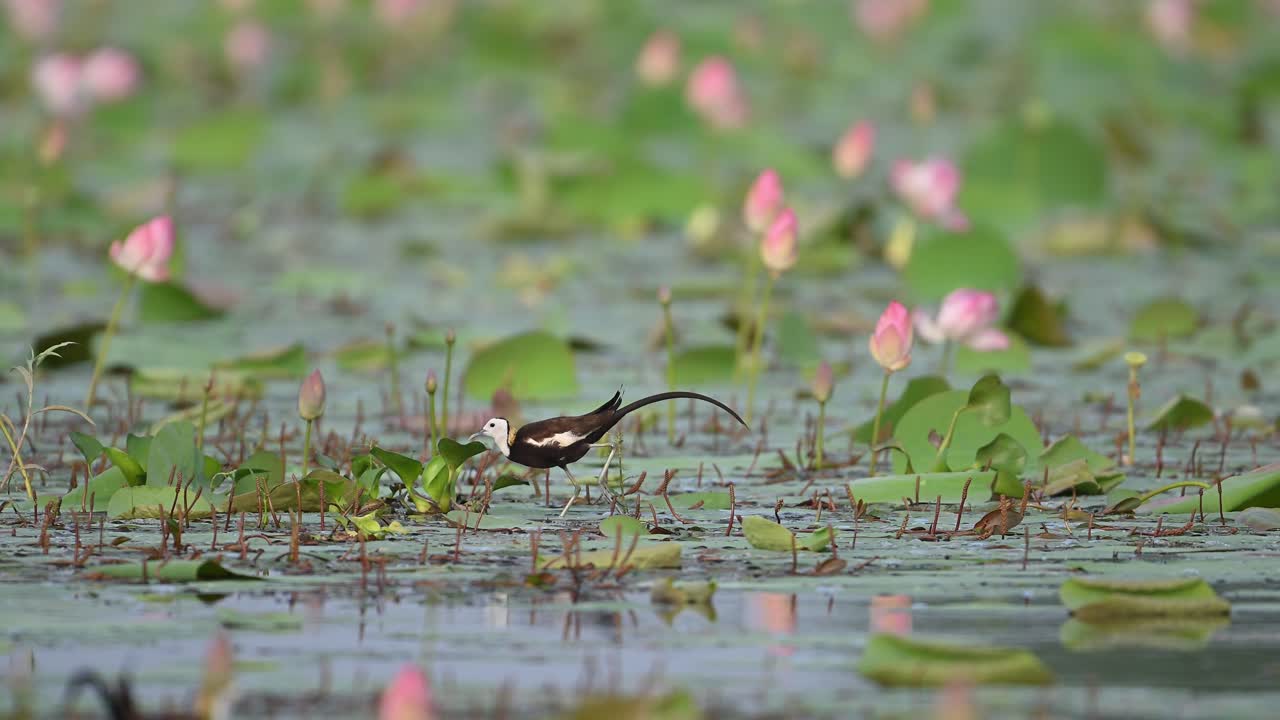 Pheasant Tailed Jacana Feeding on Floating Leaf