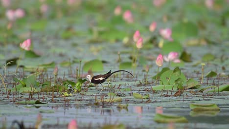 Pheasant-Tailed-Jacana-Feeding-on-Floating-Leaf