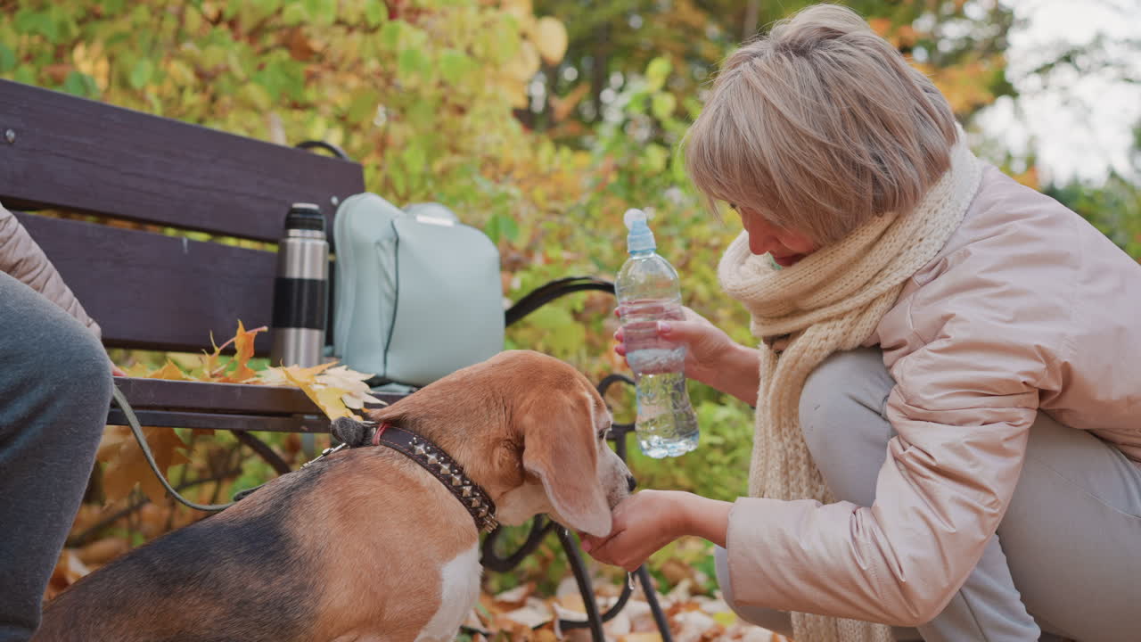 Dog drinks water from caring owner hand in park filled with fallen leaves, while backpack and flask sit on nearby bench, capturing warm companionship, hydration, and peaceful autumn atmosphere