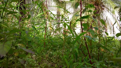 a detailed zoom in on dense green vegetation with palm trees and filtered natural light behind