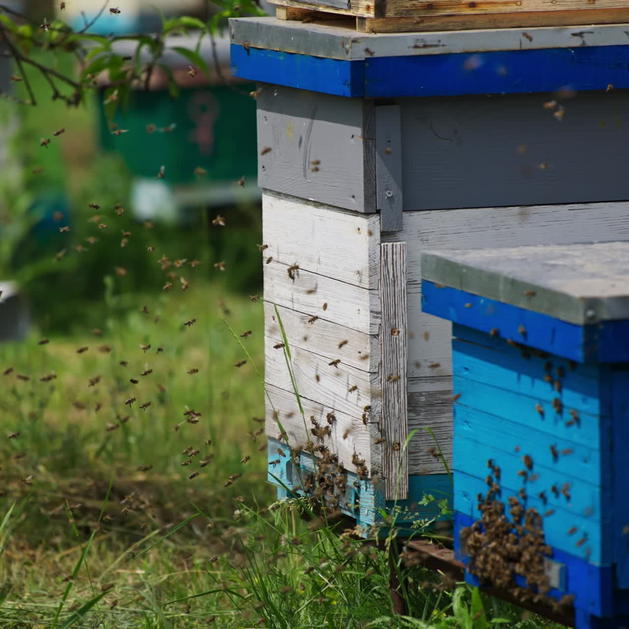 Working bees flying near their beehives. Numerous bees crawling around the entrance slot to the hive. Summer nature at the backdrop