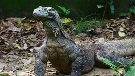 Komodo-dragon-moving-its-neck-in-singapore-,