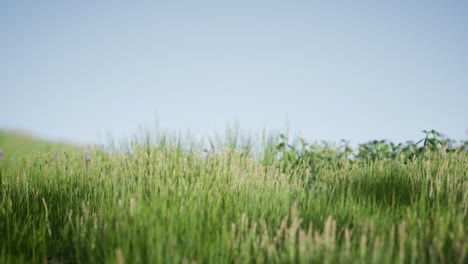 field of green fresh grass under blue sky