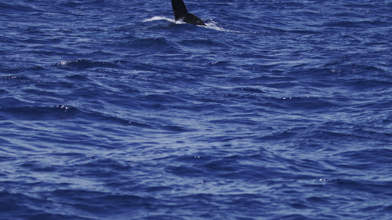 Humpback whale dorsal fin visible in distance across calm blue ocean