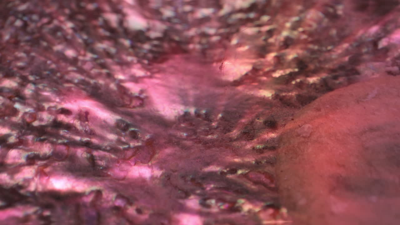 Close-up of a shell's iridescent surface