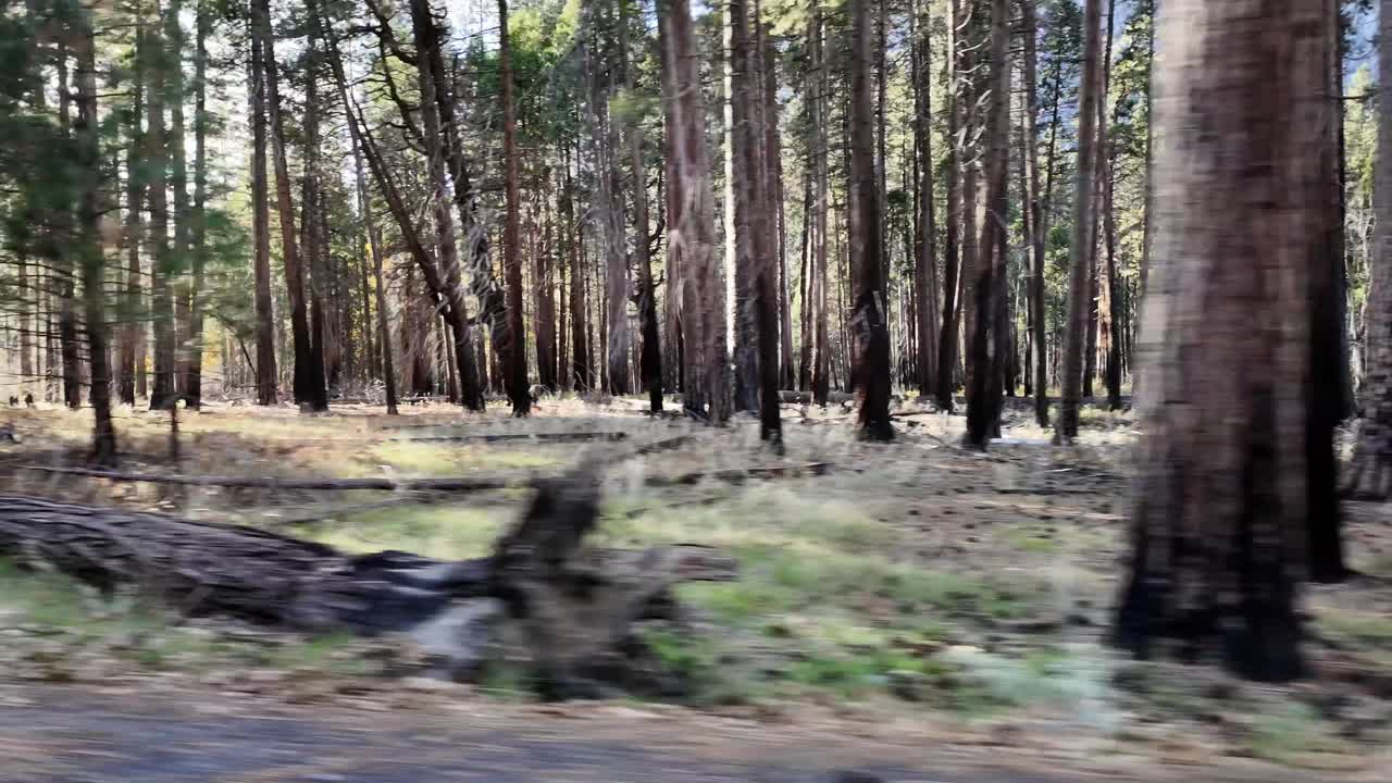 The main road provides a view of Yosemite Valley’s sheer formations rising steeply beside dense clusters of evergreen trees