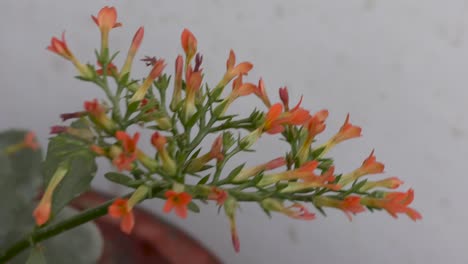 cerca de pequeñas flores rojas en las plantas verdes balanceándose con el viento y las hojas