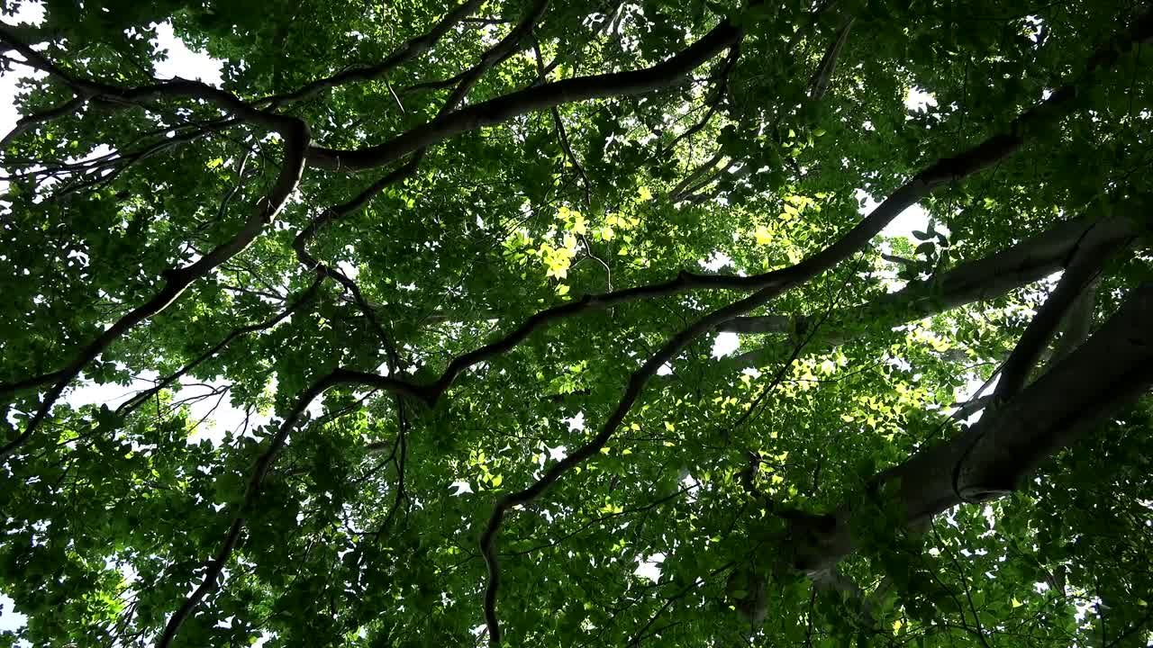 風になびく木の葉