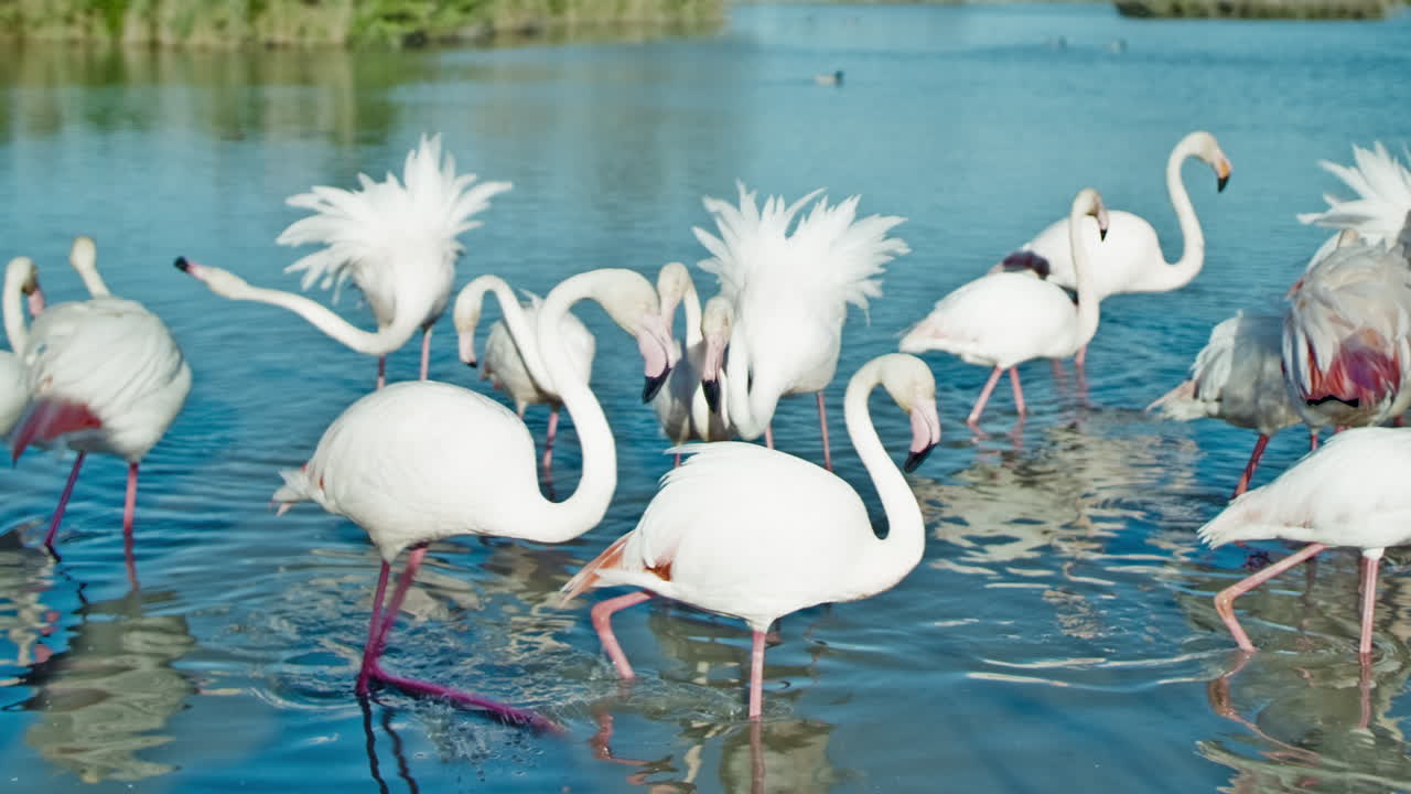 플라밍고 키네 4k 14