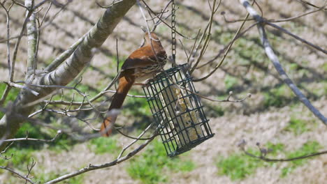 brown thrasher eating at a suet bird-feeder during late-winter in south carolina