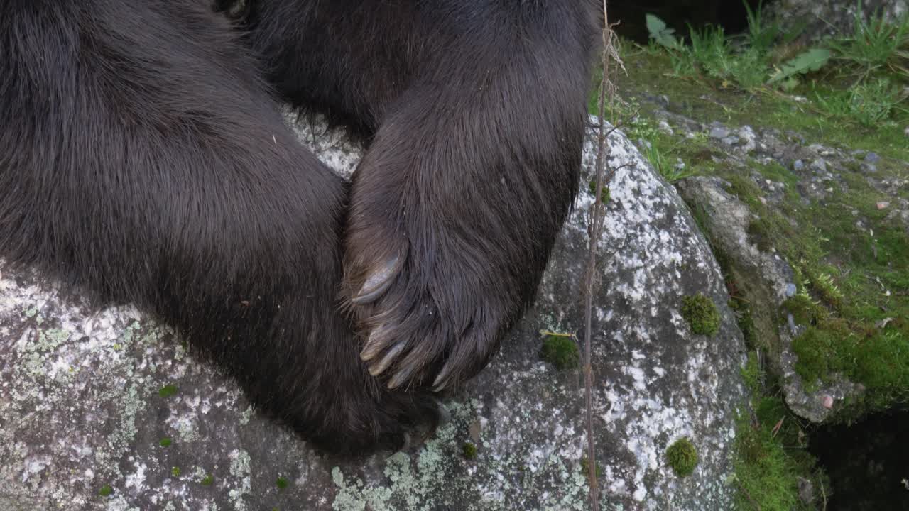 유라시아 갈색 곰 발이 바위 위에 교차되어 북유럽 숲에서 쉬고 있습니다 - 세부 샷을 닫습니다