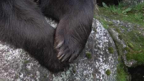 Patas-De-Oso-Pardo-Euroasiático-Cruzadas-Sobre-Una-Roca,-Descansando-En-Un-Bosque-Nórdico---Primer-Plano-De-Detalle