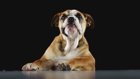 Studio-Portrait-Of-Bulldog-Puppy-Against-Black-Background