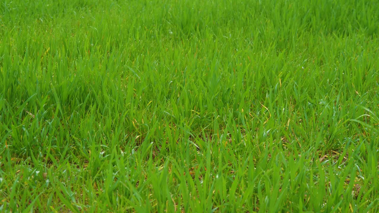 근처의 푸른 잔디밭