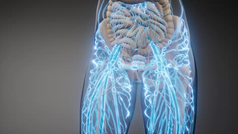 vasos sanguíneos del cuerpo humano