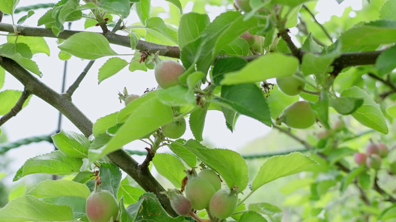 Ripresa dal basso di un ramo di melo con molte piccole mele all'inizio della primavera, che si muove in alto e a sinistra per rivelare più dell'albero.
