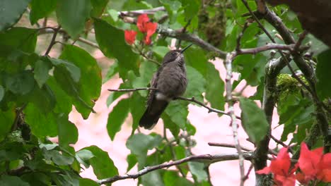 Un-Pequeño-Y-Hermoso-Colibrí-Violeta-Marrón-Sacando-Las-Orejas-Y-Escuchando-Las-Llamadas,-También-Sacando-La-Lengua-Para-Limpiar-El-Néctar-Residual---Inclinado-Hacia-Arriba