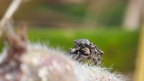 Pfauenspinne,-Männlicher-Maratus-Spicatus