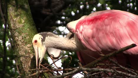 Un-Par-De-Espátulas-Rosadas-Construyen-Un-Nido