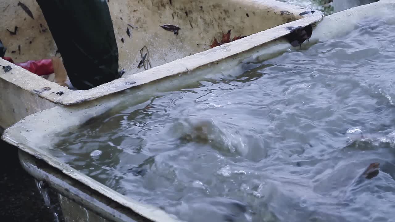 Fisherman sorting fish that's just been caught in the sea with people stock footage stock video
