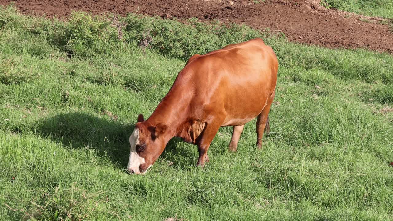소 한 마리가 울창한 에서 움직여서 먹이를 먹습니다.