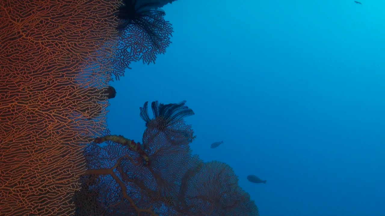 Red Gorgonian Sea Fan with blue ocean in background