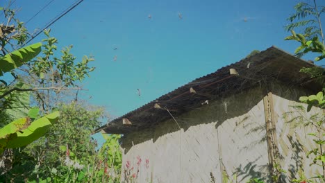 colonia de arañas cerca del edificio nativo, muchas arañas tejedoras de tiendas de campaña, panorámica hacia arriba