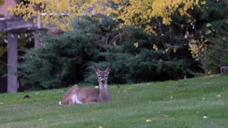 Deer-Chewing-Grass-in-Montana-Yard-4K-60FPS