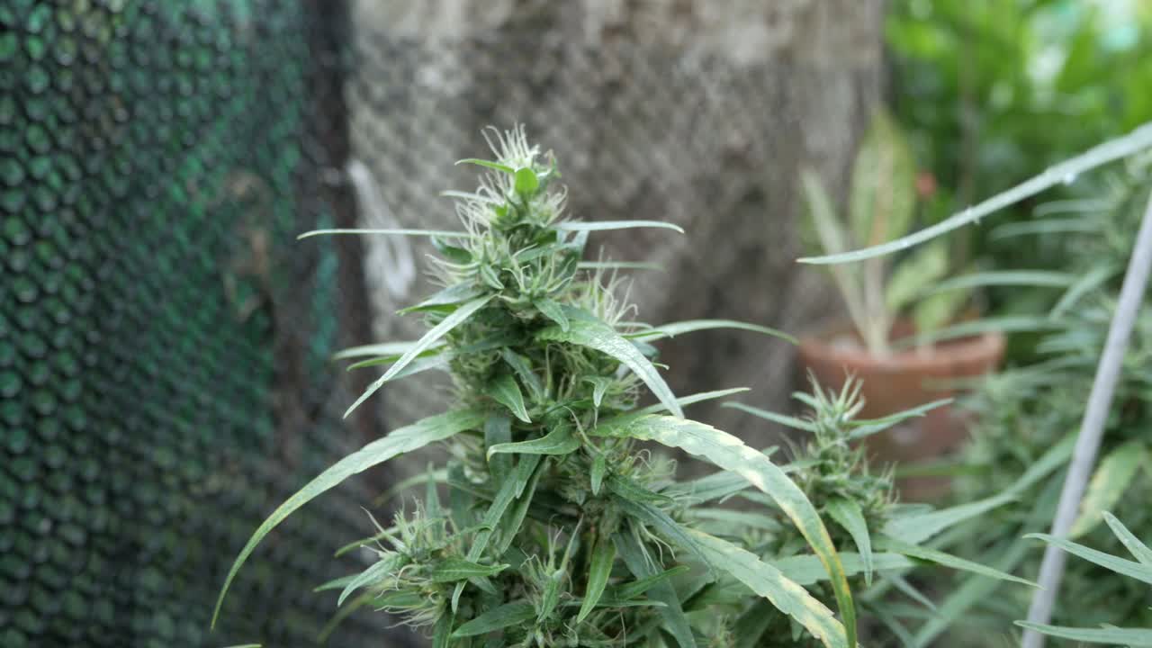 손 터치 대마 꽃 봉오리 식물