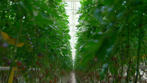 Tomatoes-plants-cultivating-concept-in-modern-warm-greenhouse-among-green-leafs