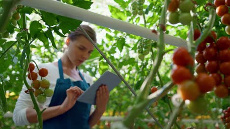 propietario de una empresa agrícola comprobando la calidad de los tomates con una tableta tecnológica en la granja