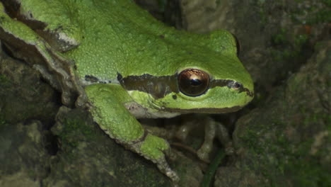 a green frog looks around