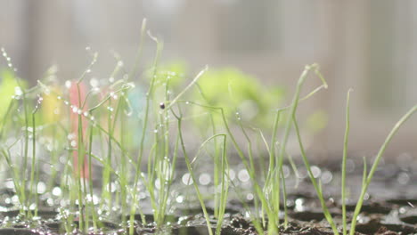 watering of seedlings in trays, backlit slow motion shot in conservatory